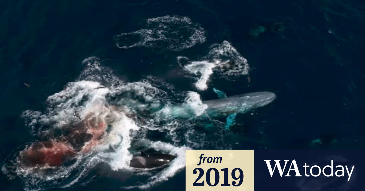 Battle at sea: Whale watchers capture blue whale's fight to the death